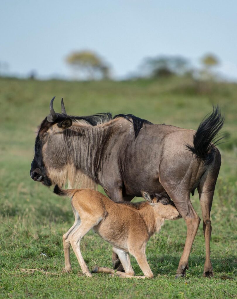 Wildebeest calf feeding from mother Serengeti