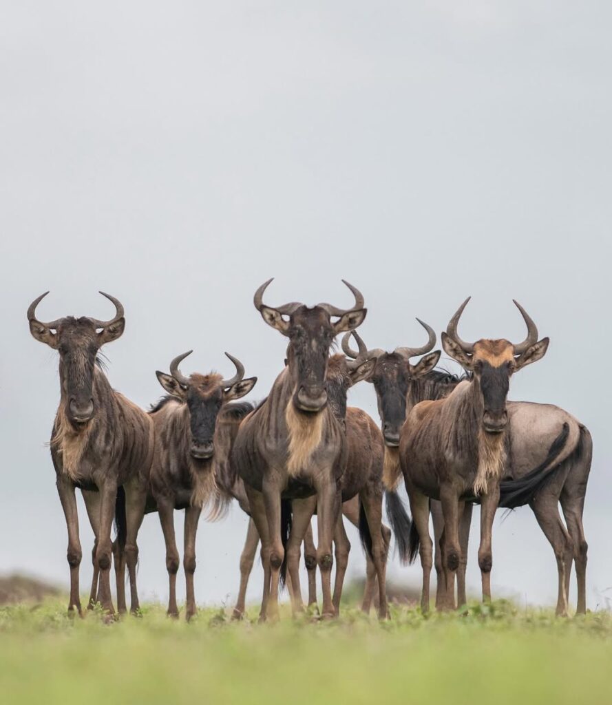 Wildebeest herd facing camera Serengeti Tanzania