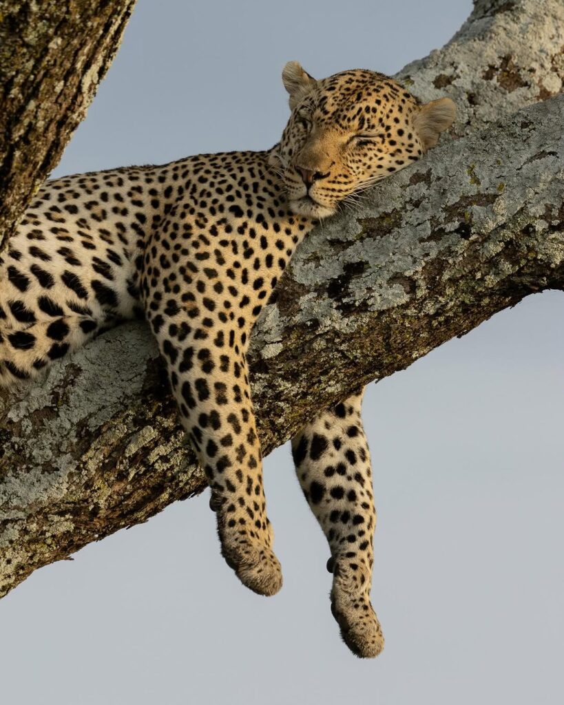 Leopard resting on tree branch in Serengeti