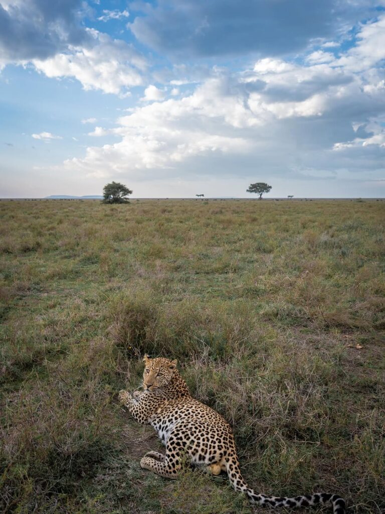 African savannah landscape Tanzania safari plains