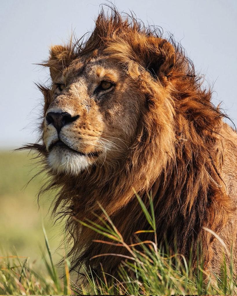 Close-up lion portrait in Tanzania safari