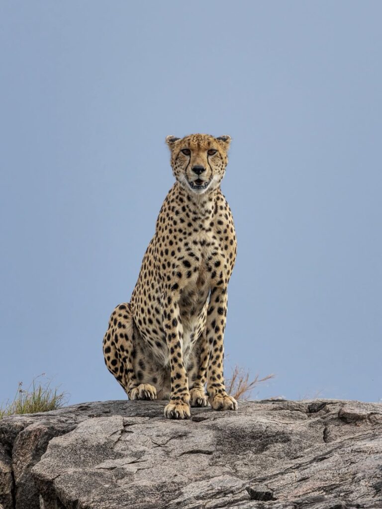 Cheetah sitting on rock in Serengeti Tanzania