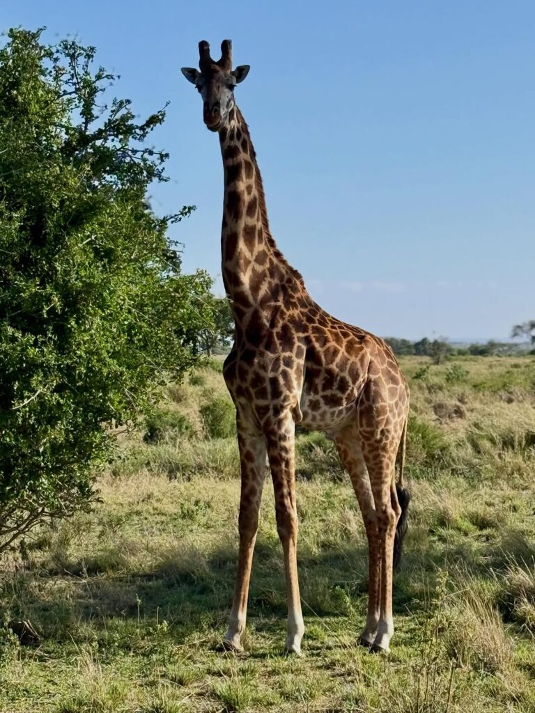 Giraffe standing in savannah Tanzania safari