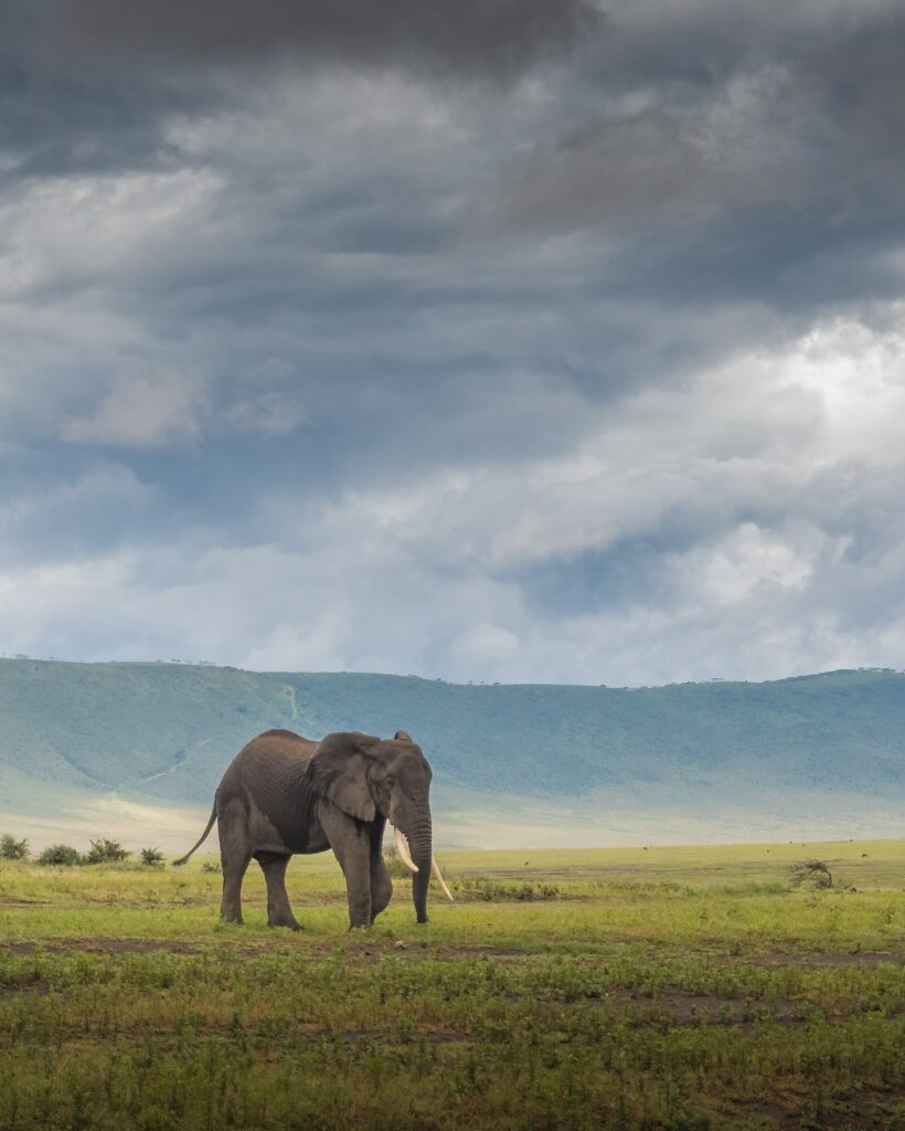 African elephant in savannah Tanzania safari